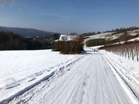 Waldrach im Winter